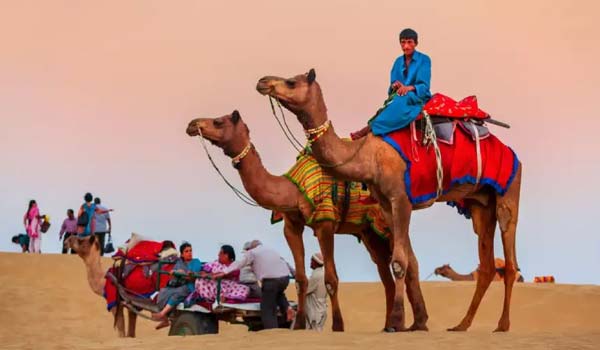 Full Day Camel Safari