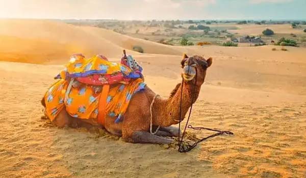 Half Day Camel Safari