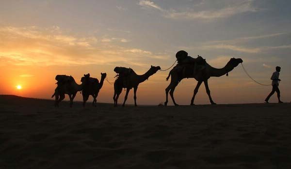 Sunset camel safari at Sam dunes